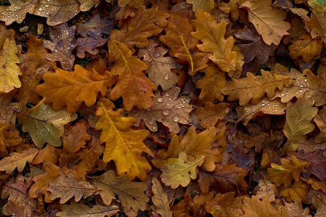 Quels sont les dechets a ne pas mettre dans le compost