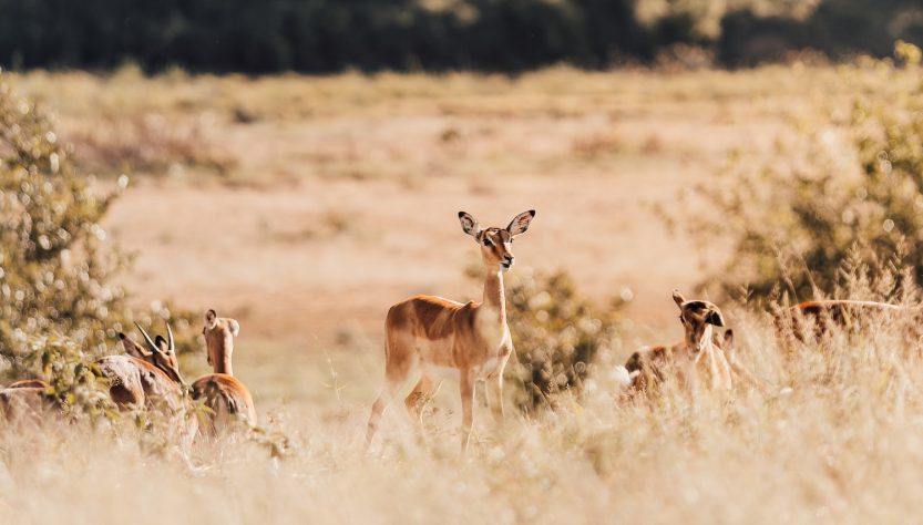 Quel safari en Afrique du Sud