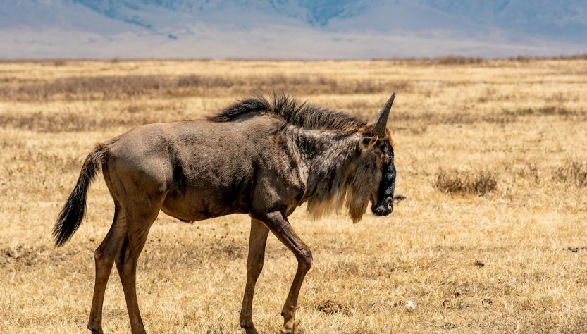 Quelle est la meilleure période pour faire un safari en Tanzanie ?